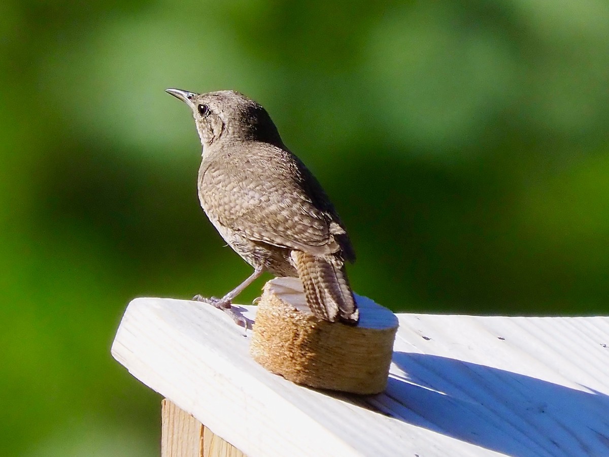 Northern House Wren - ML638807017