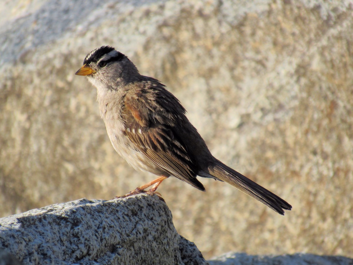White-crowned Sparrow - ML638807028