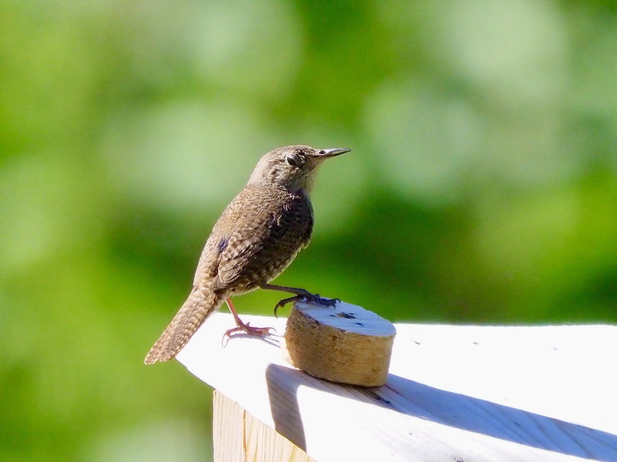 Northern House Wren - ML638807034