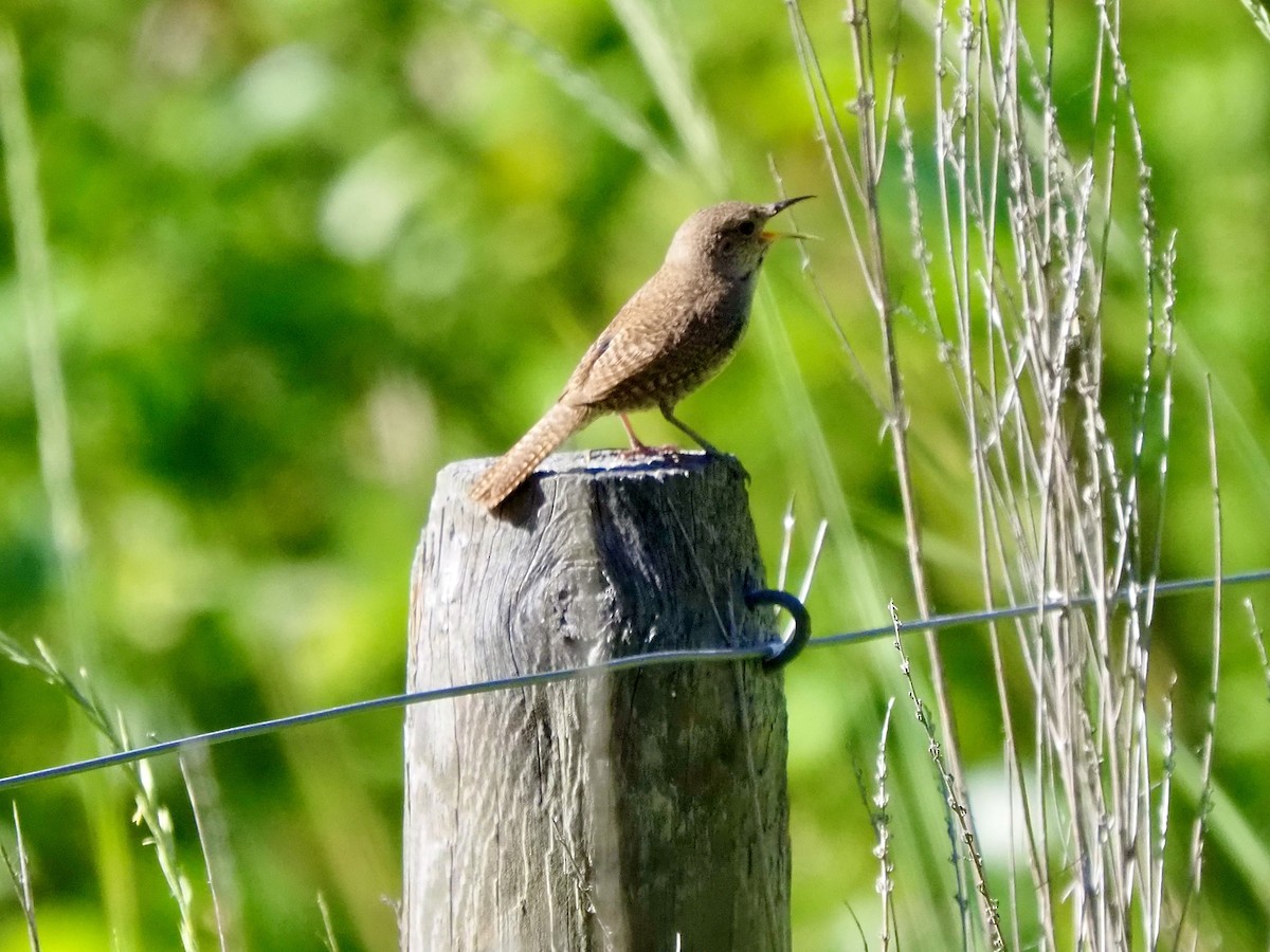 Northern House Wren - ML638807054