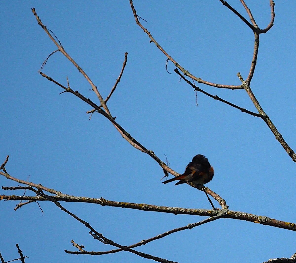 American Redstart - ML638807070