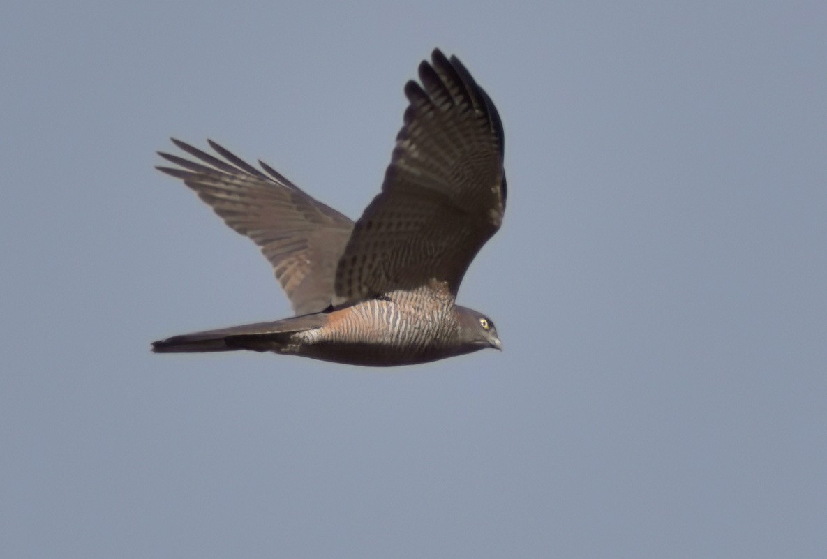 Brown Goshawk - ML638807086