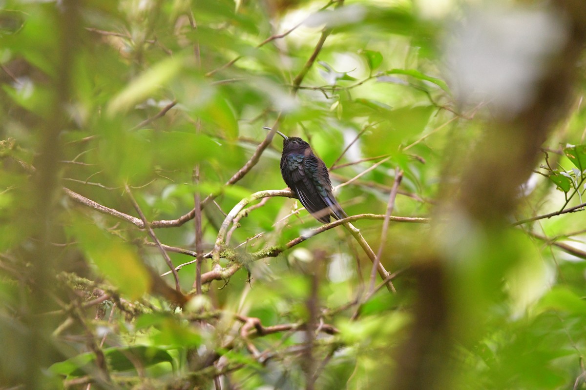 Violet Sabrewing - ML638807172