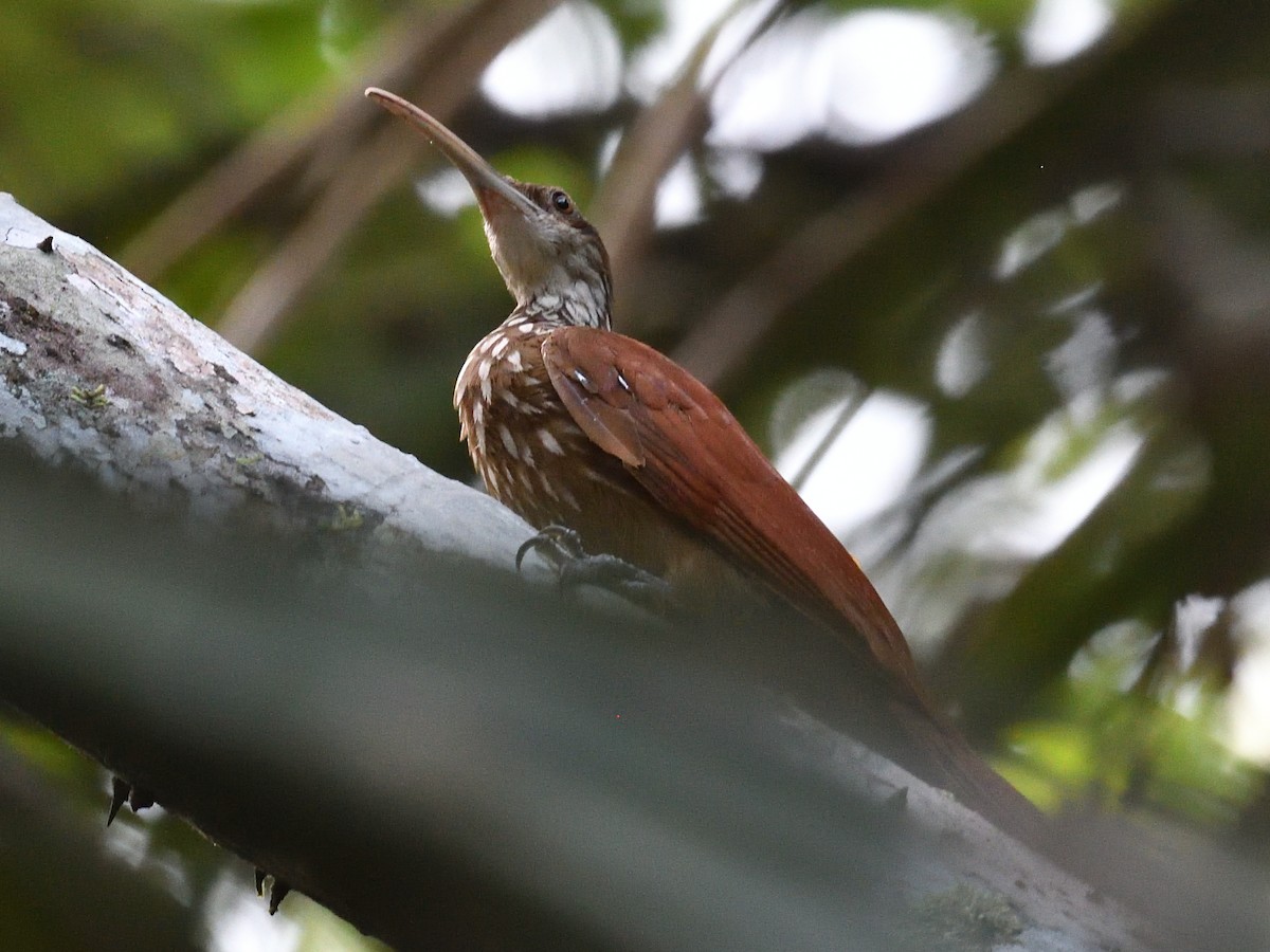 Long-billed Woodcreeper - ML638807183