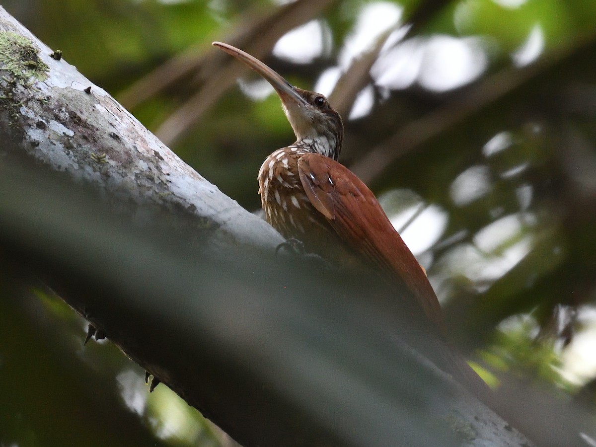 Long-billed Woodcreeper - ML638807184