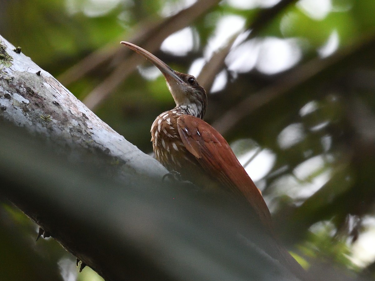 Long-billed Woodcreeper - ML638807185