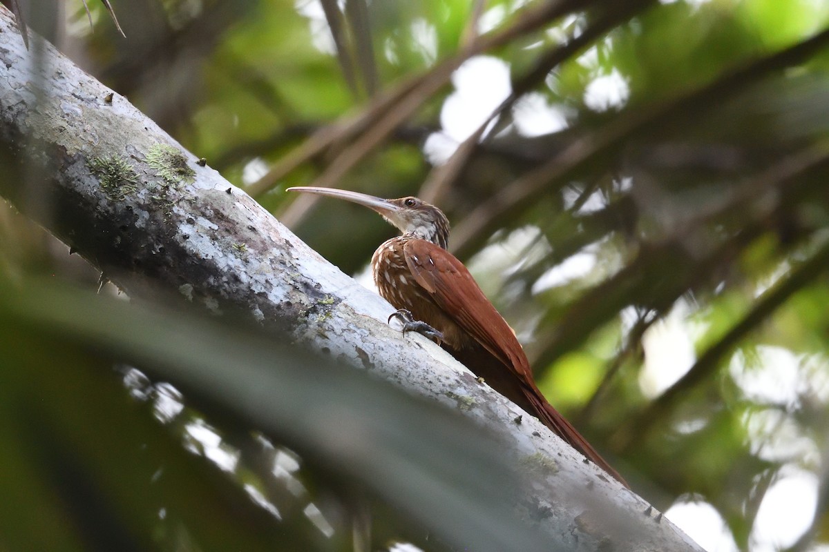 Long-billed Woodcreeper - ML638807189