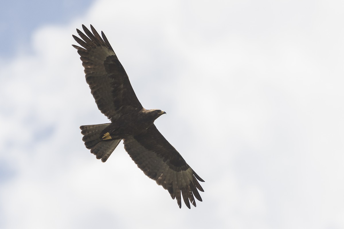 Wahlberg's Eagle - ML638807236