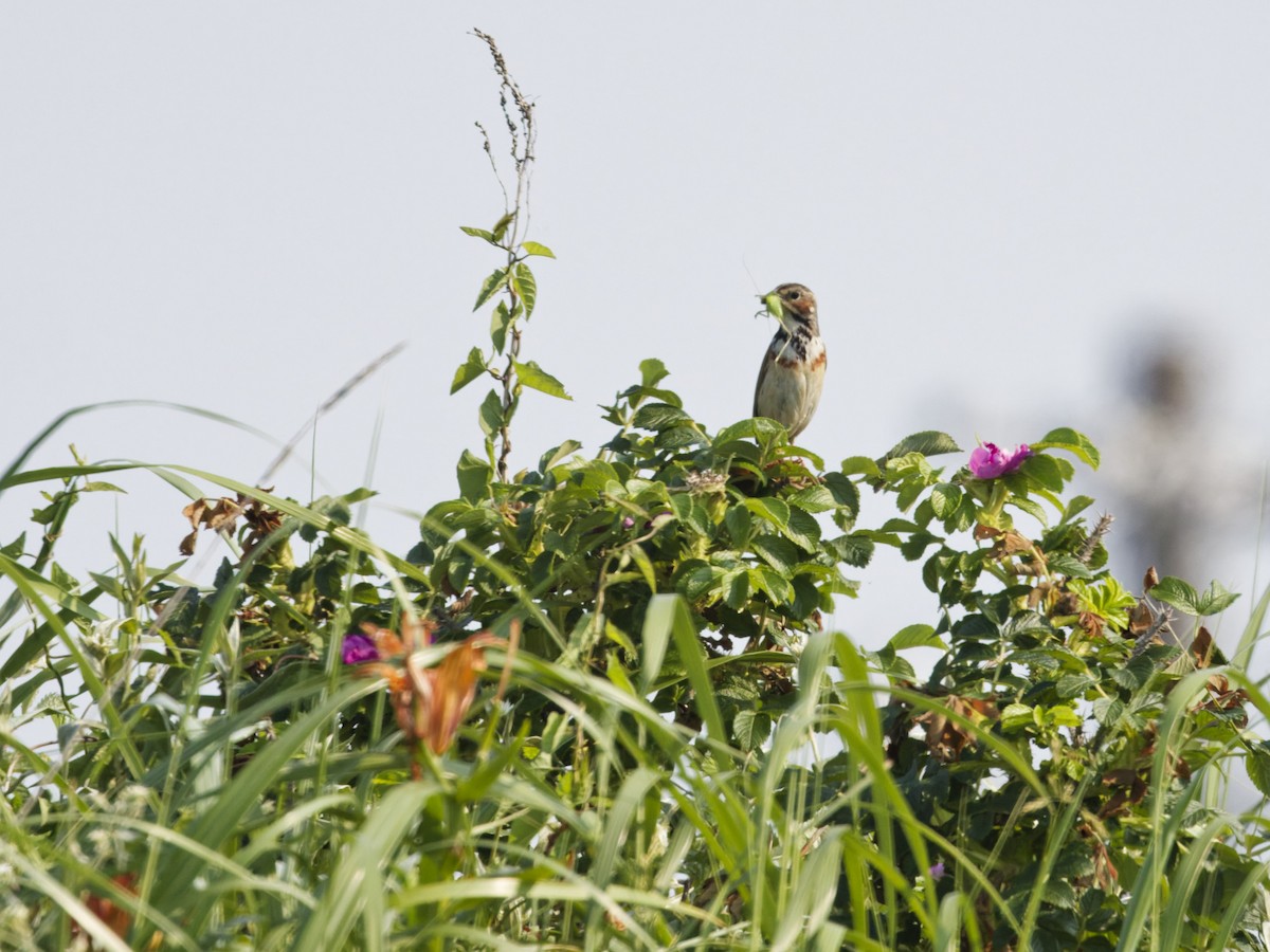 Chestnut-eared Bunting - ML638807245