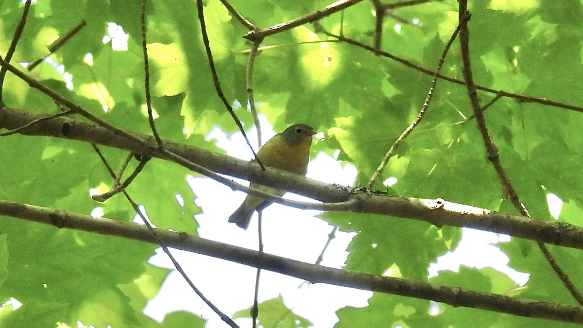 Rubinfleck-Waldsänger - ML638807253