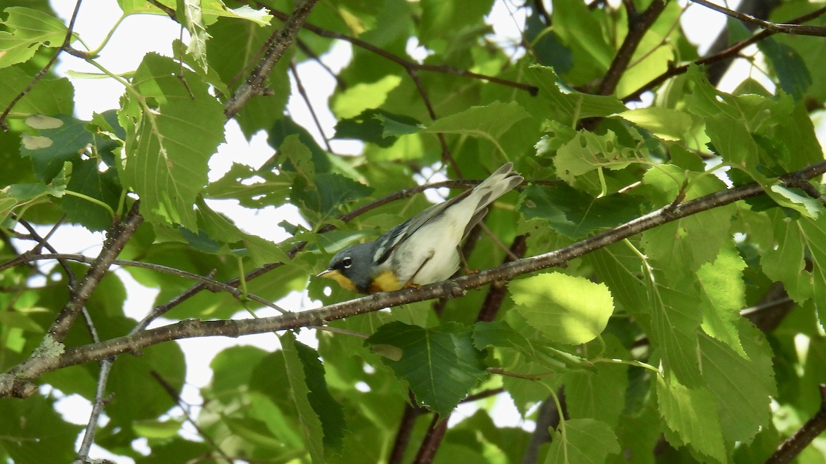 Northern Parula - ML638807272