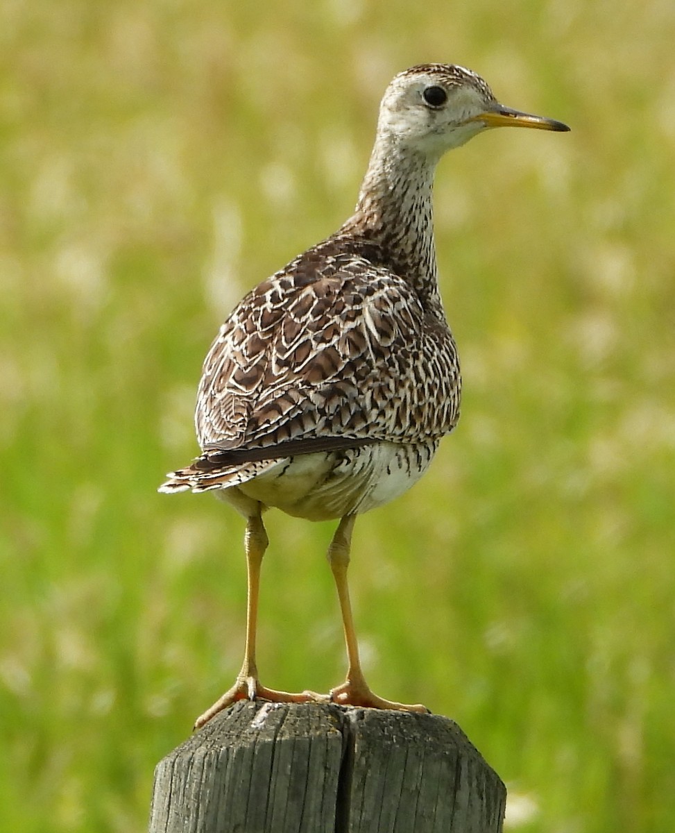 Upland Sandpiper - ML638807332