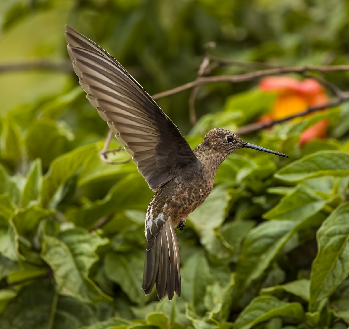 Riesenkolibri - ML638807358