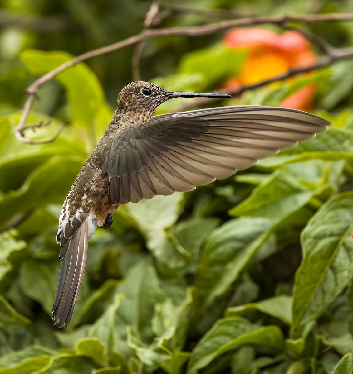 Riesenkolibri - ML638807359