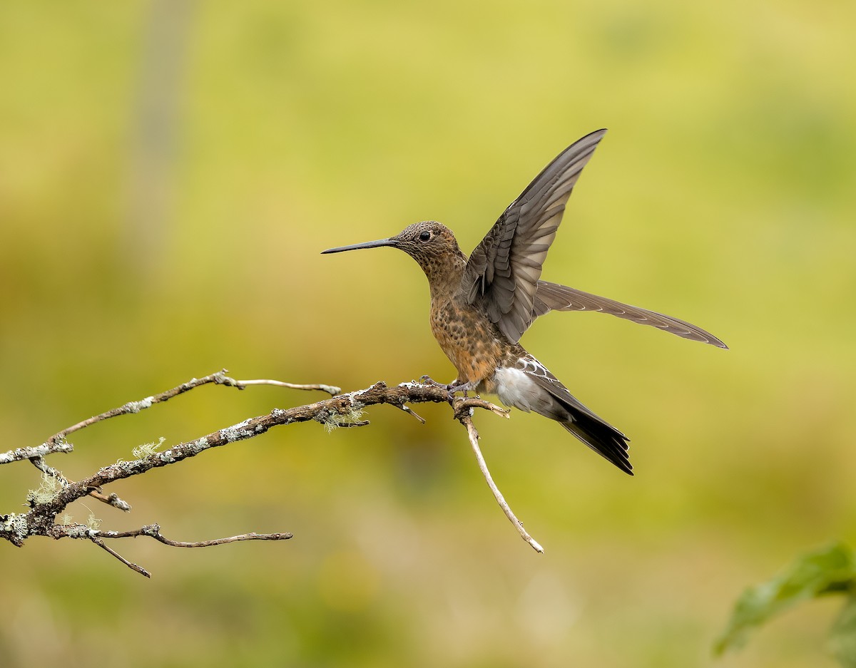 Riesenkolibri - ML638807360
