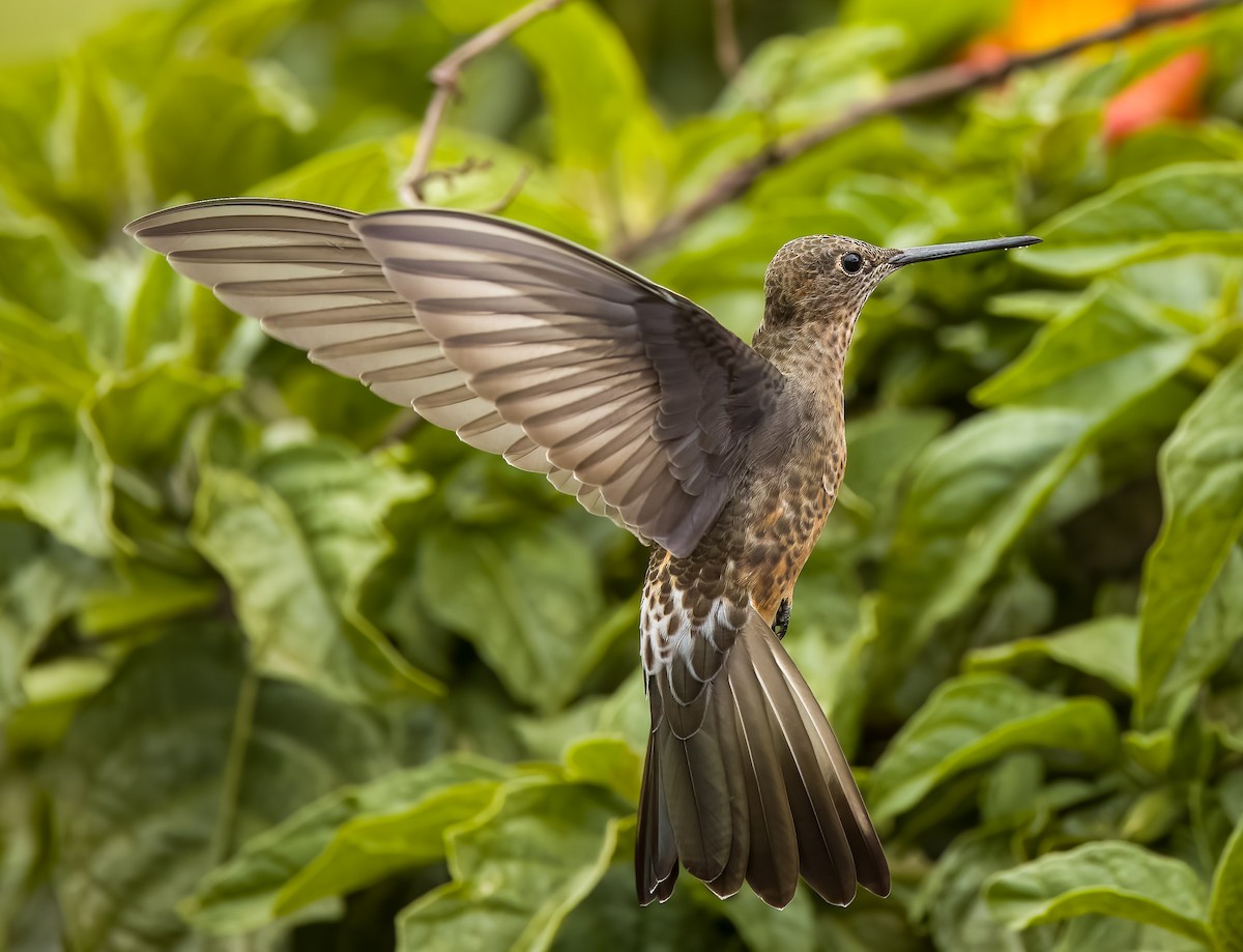 Riesenkolibri - ML638807361