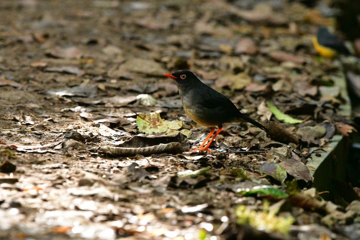 Slaty-backed Nightingale-Thrush - ML638807366