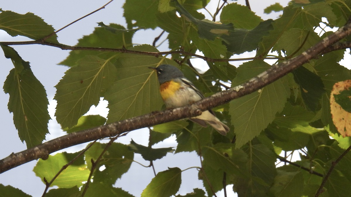 Northern Parula - ML638807380