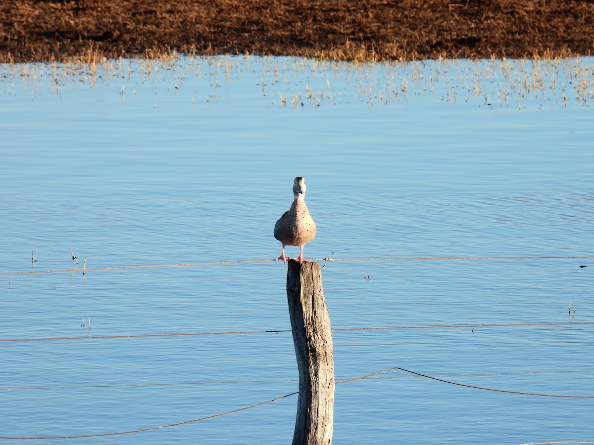 Ringed Teal - ML638807383