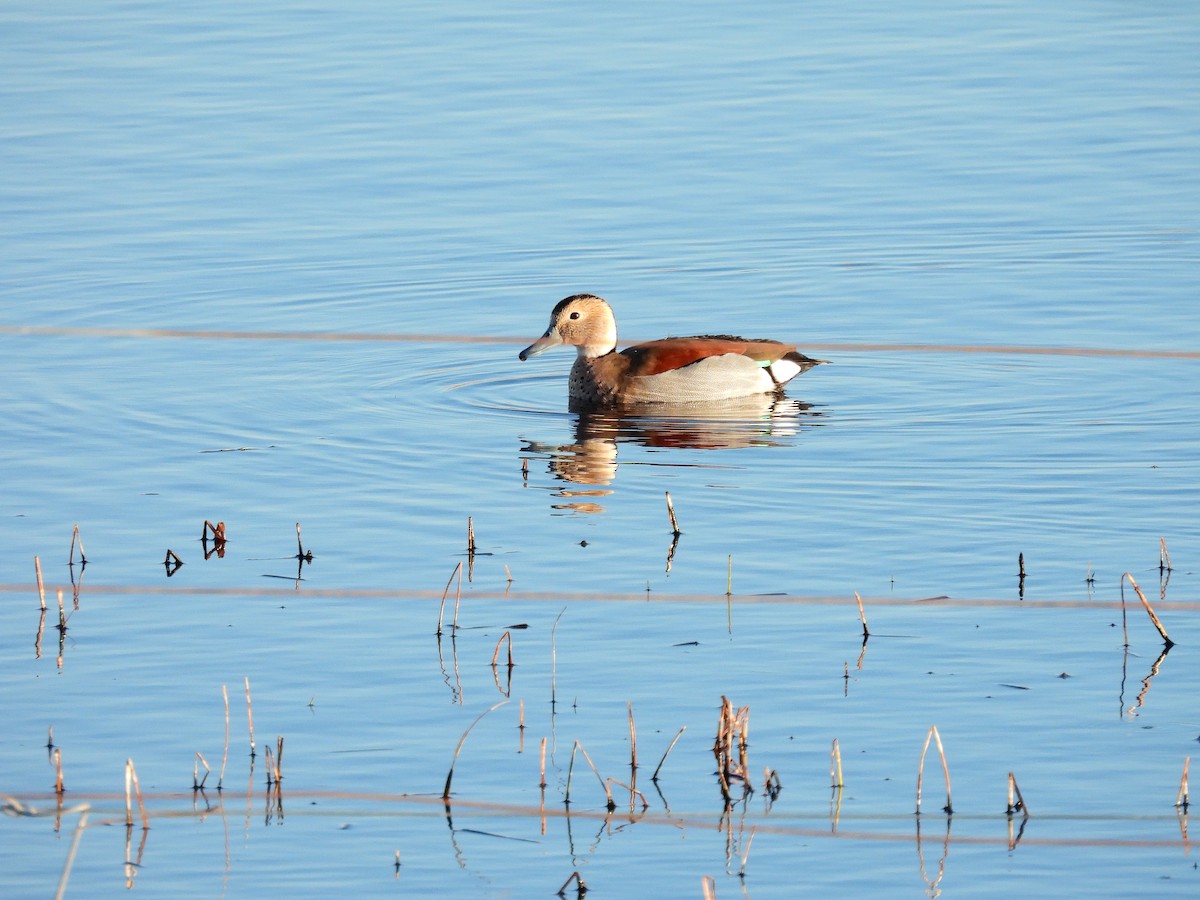 Ringed Teal - ML638807386
