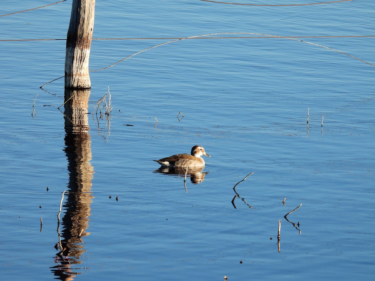 Ringed Teal - ML638807387