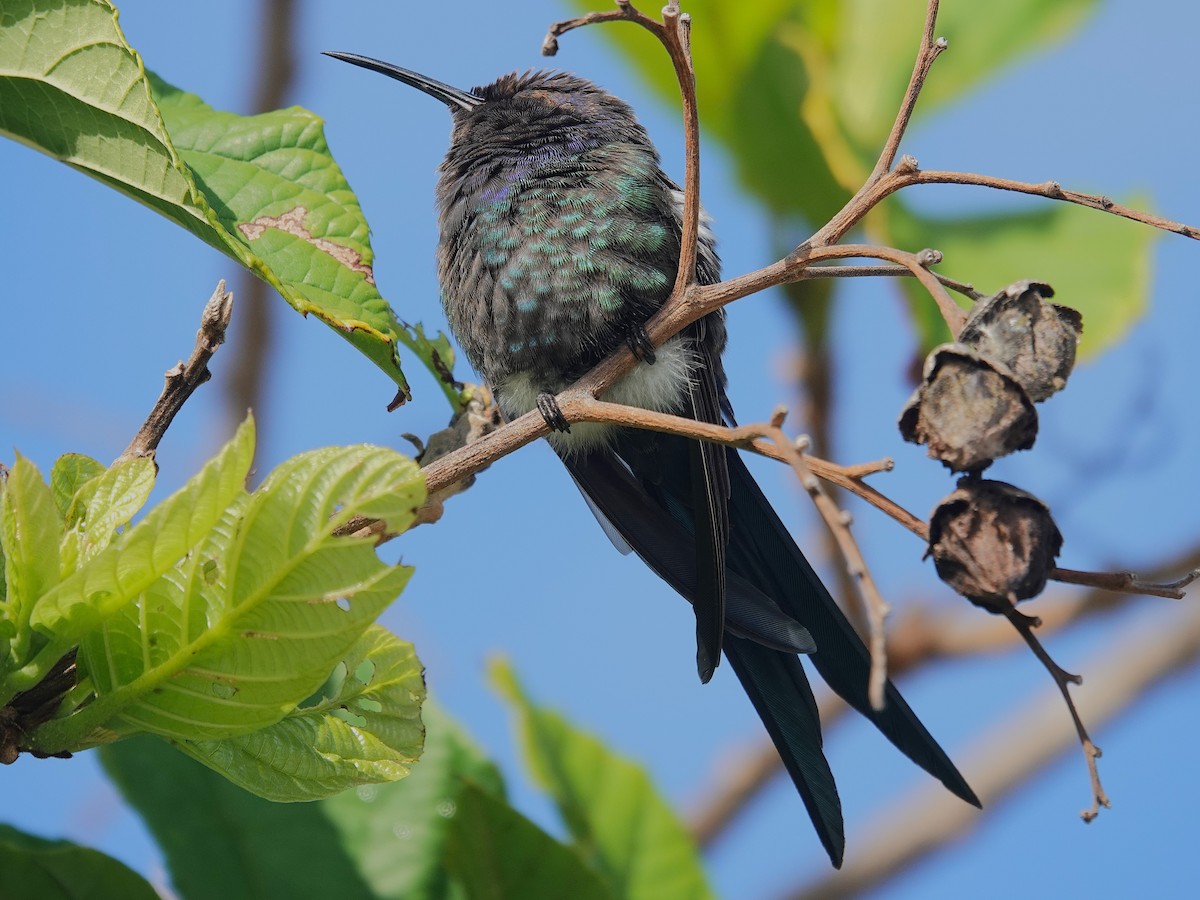 Swallow-tailed Hummingbird - ML638807425