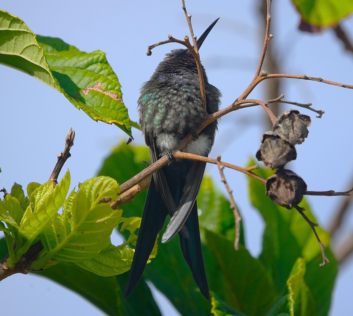 Swallow-tailed Hummingbird - ML638807428