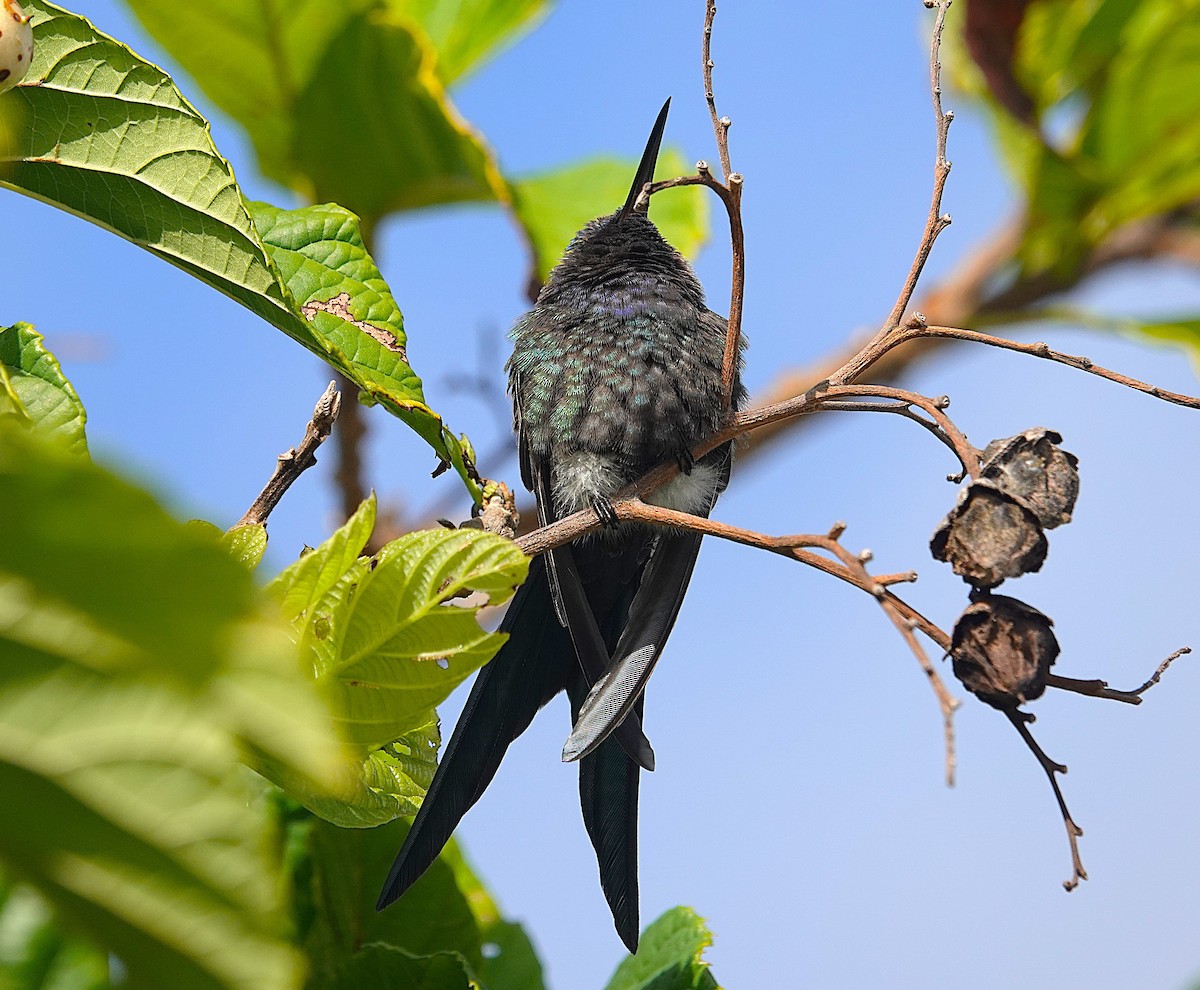 Swallow-tailed Hummingbird - ML638807429