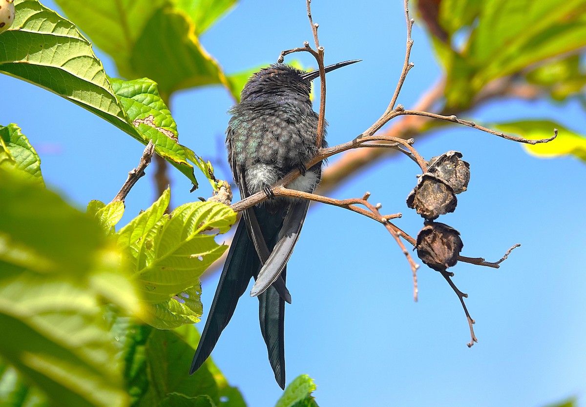 Swallow-tailed Hummingbird - ML638807430