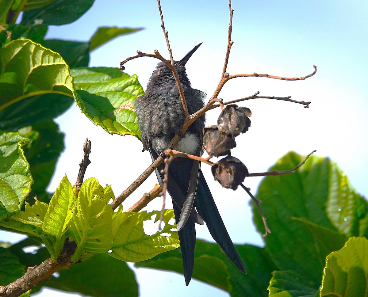 Swallow-tailed Hummingbird - ML638807432