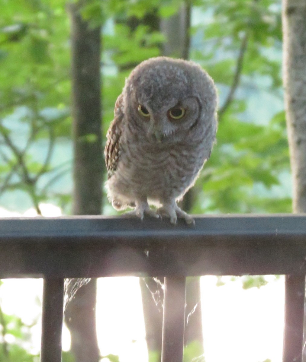 Eastern Screech-Owl - ML638807473