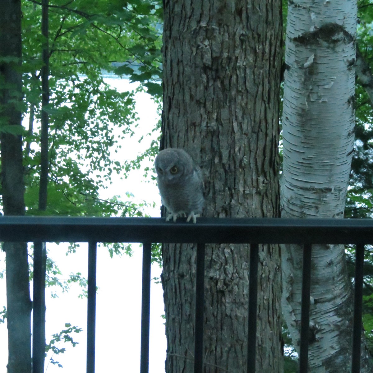 Eastern Screech-Owl - ML638807476