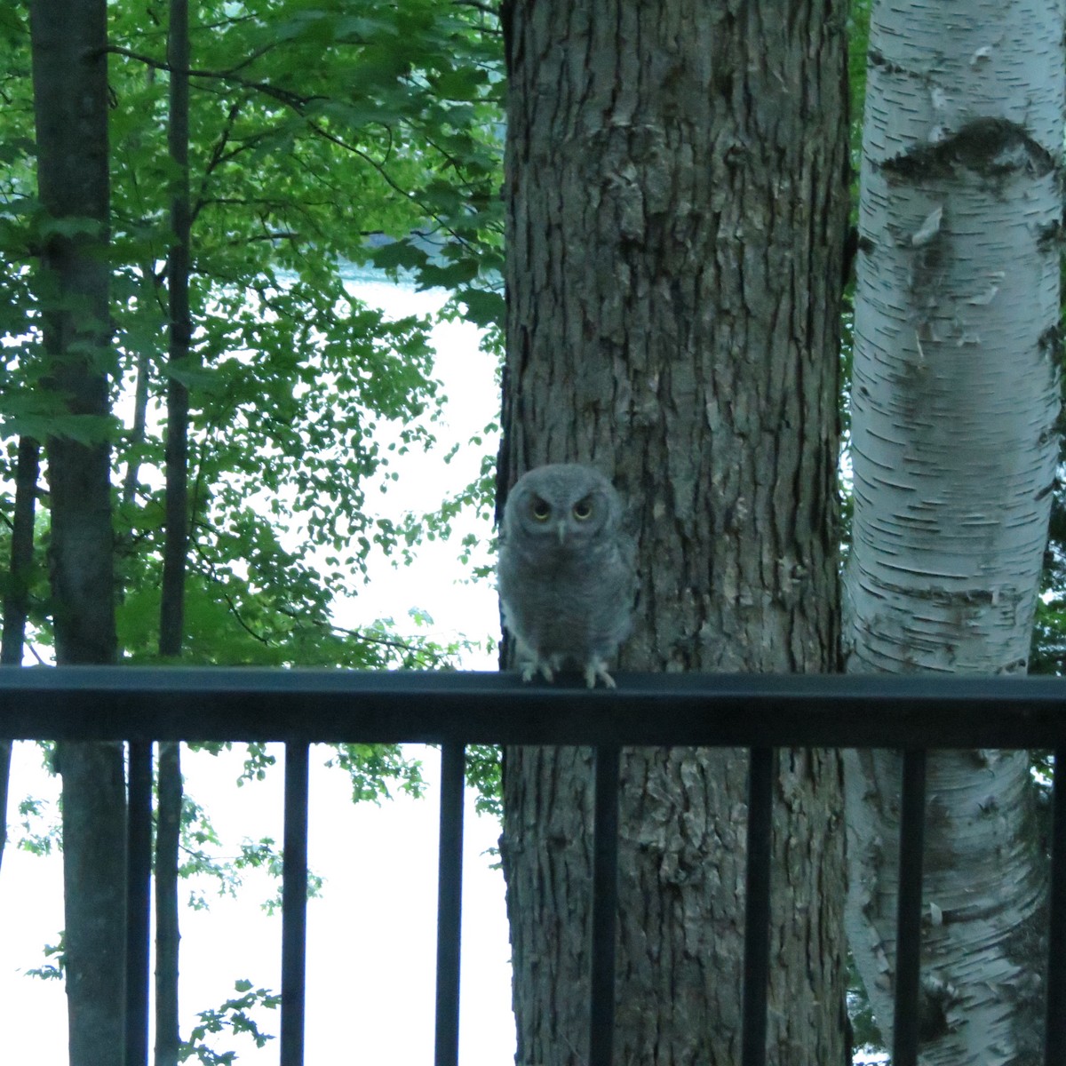 Eastern Screech-Owl - ML638807479