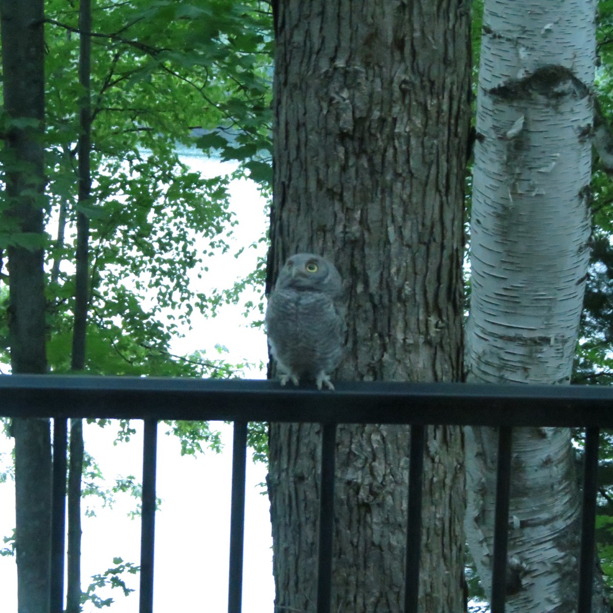 Eastern Screech-Owl - ML638807481