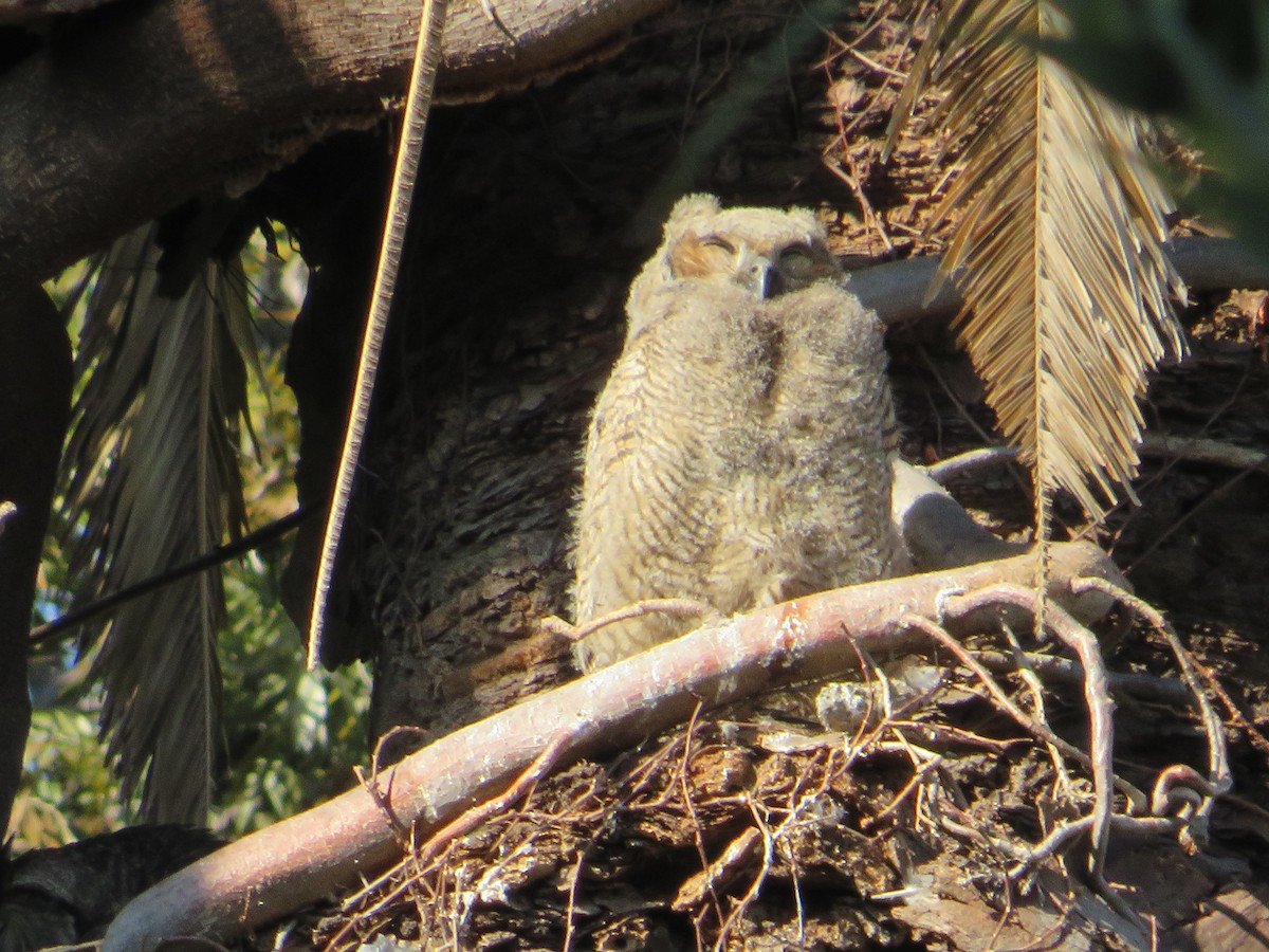 Great Horned Owl - ML638807486