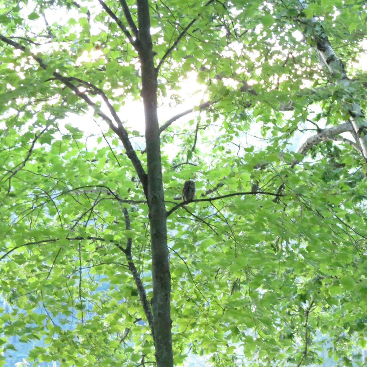 Eastern Screech-Owl - ML638807519
