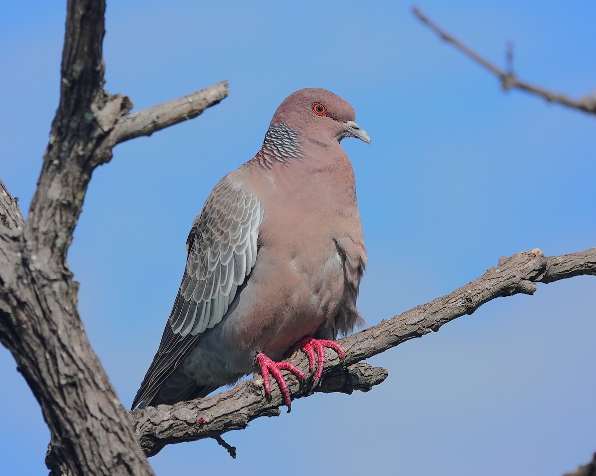 Picazuro Pigeon - ML638807606