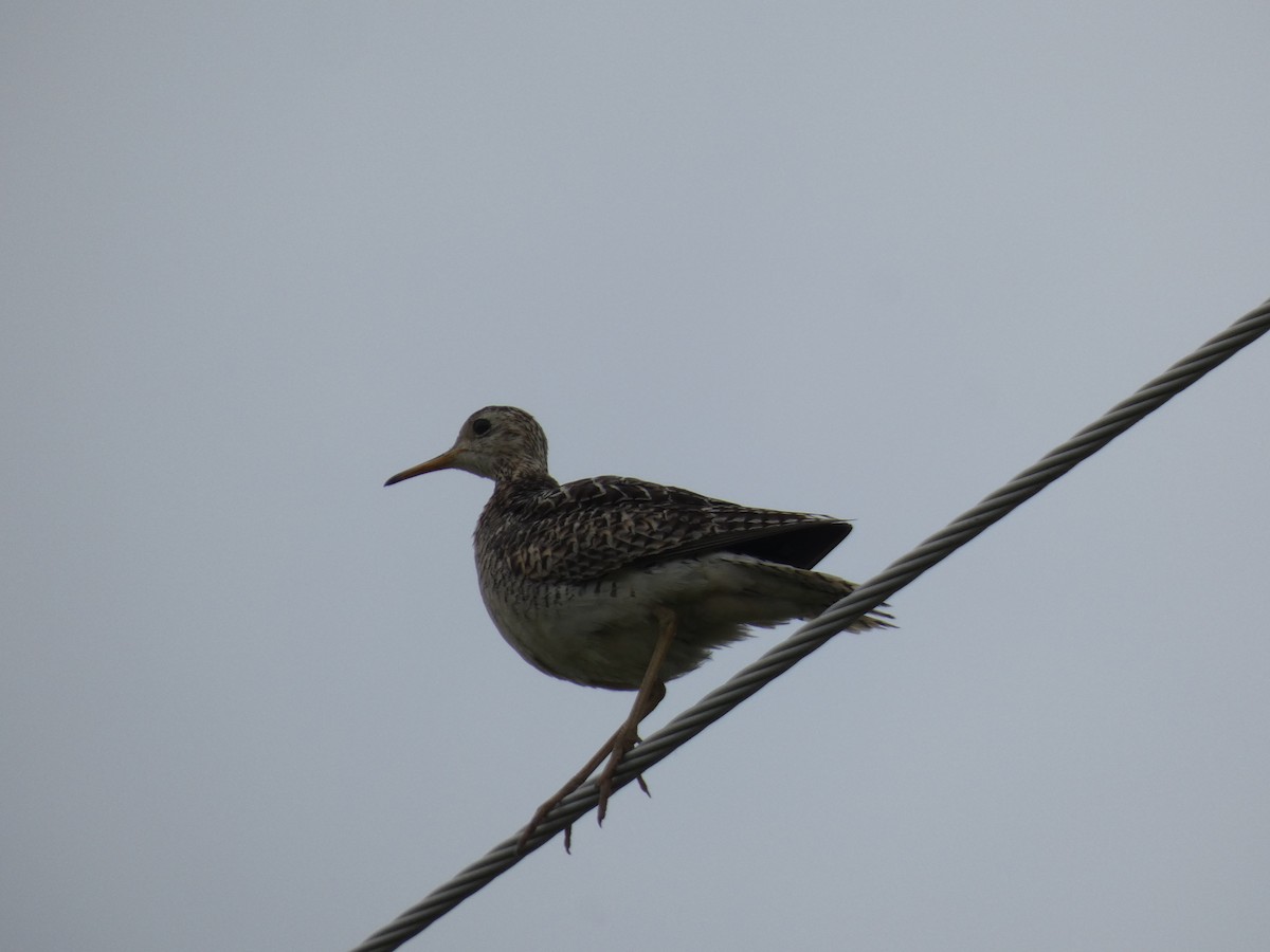 Upland Sandpiper - ML638807614