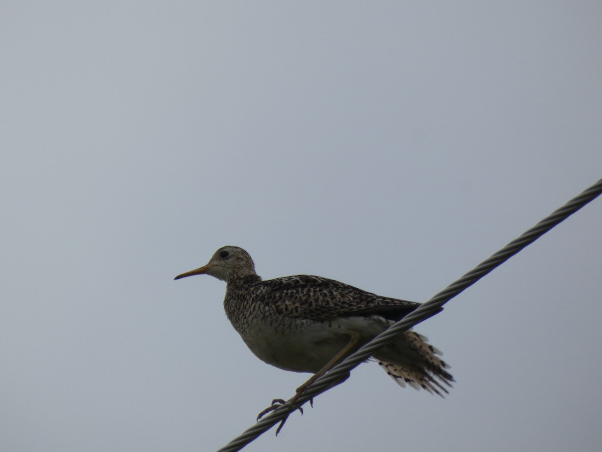 Upland Sandpiper - ML638807617