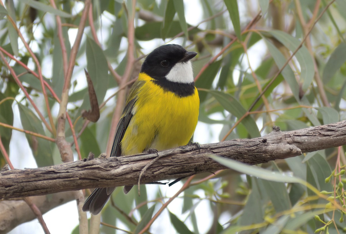 Golden Whistler (Eastern) - ML638807629