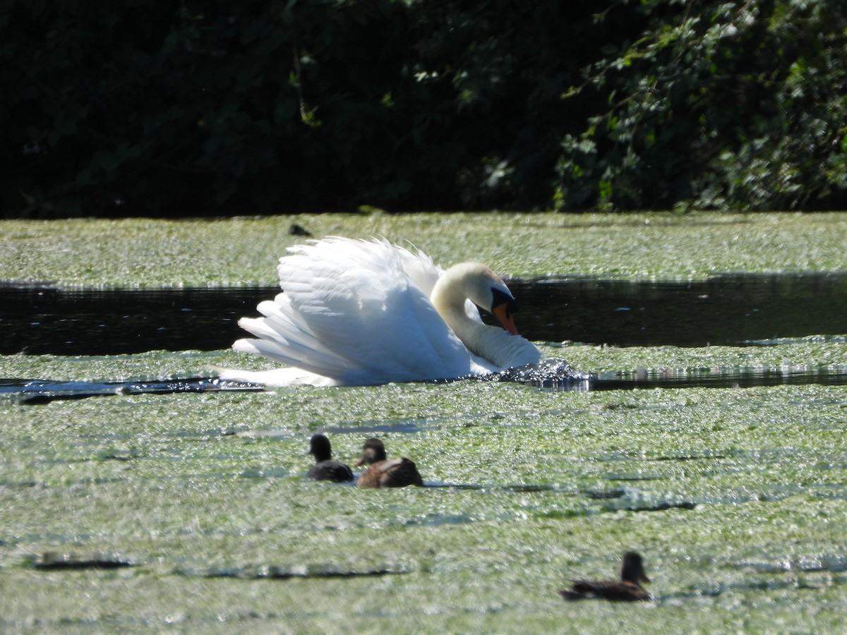 Mute Swan - ML638807640