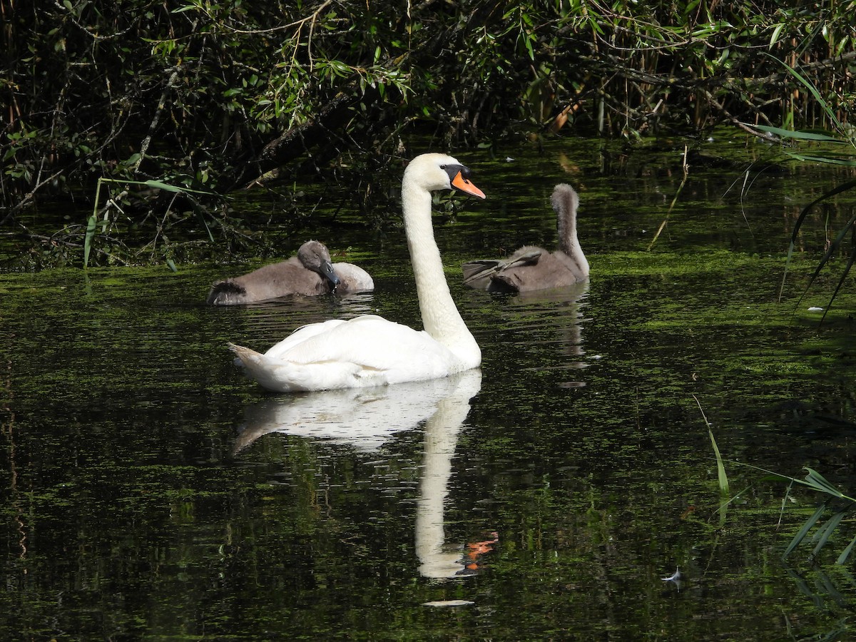 Mute Swan - ML638807643