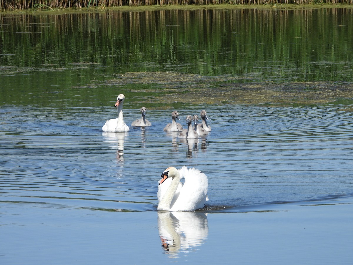 Mute Swan - ML638807644