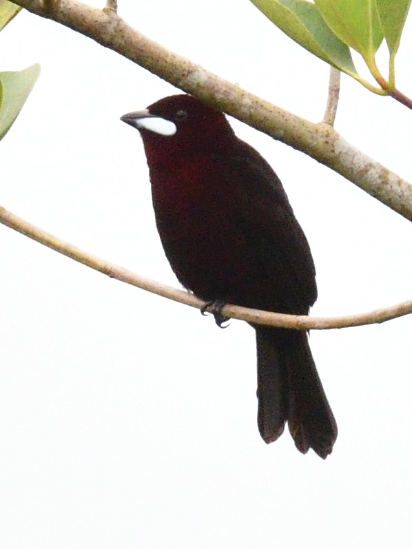 Silver-beaked Tanager - ML638807649