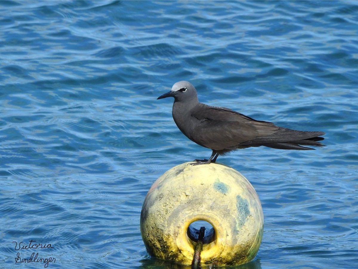 Brown Noddy - ML638807661