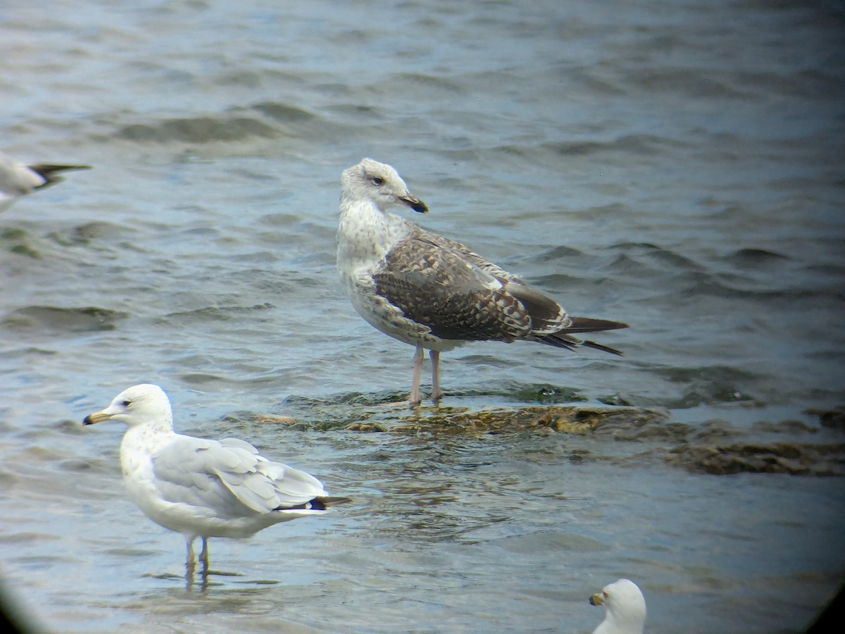 Lesser Black-backed Gull - ML638807679