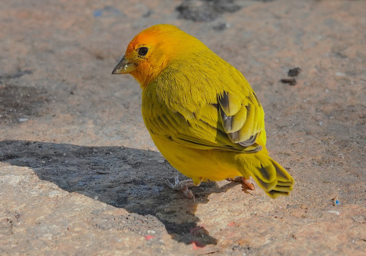 Saffron Finch - ML638807696