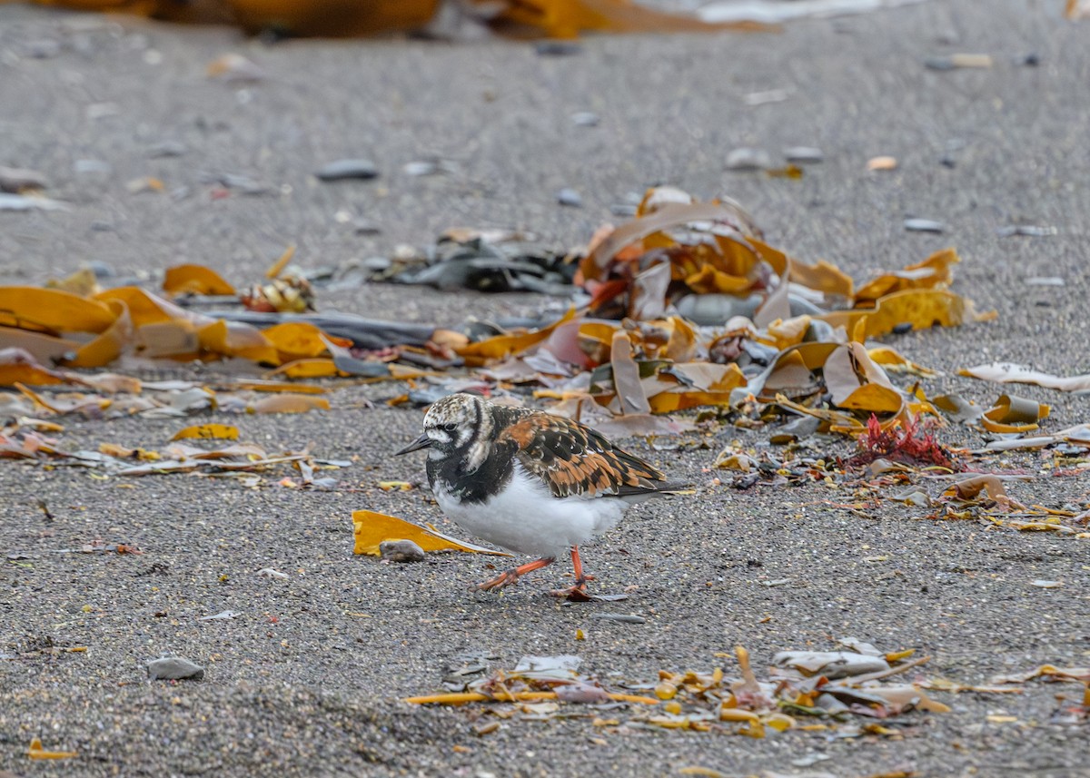 Harri-iraulari arrunta - ML638807717