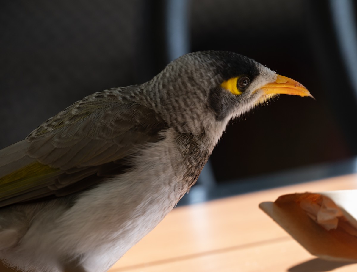Noisy Miner - ML638807763