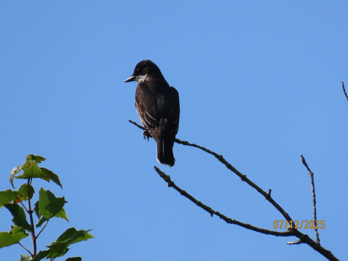 Eastern Kingbird - ML638807782